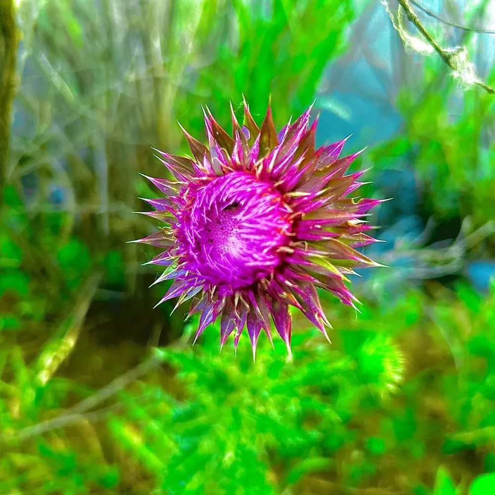 Milk Thistle Flower (Unmastered Demos) cover art